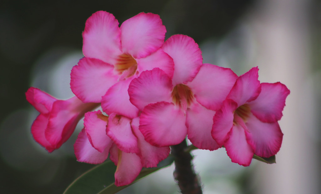 Rosa do deserto (Adenium obesum), João Pessoa-PB, Brasil. | Flickr