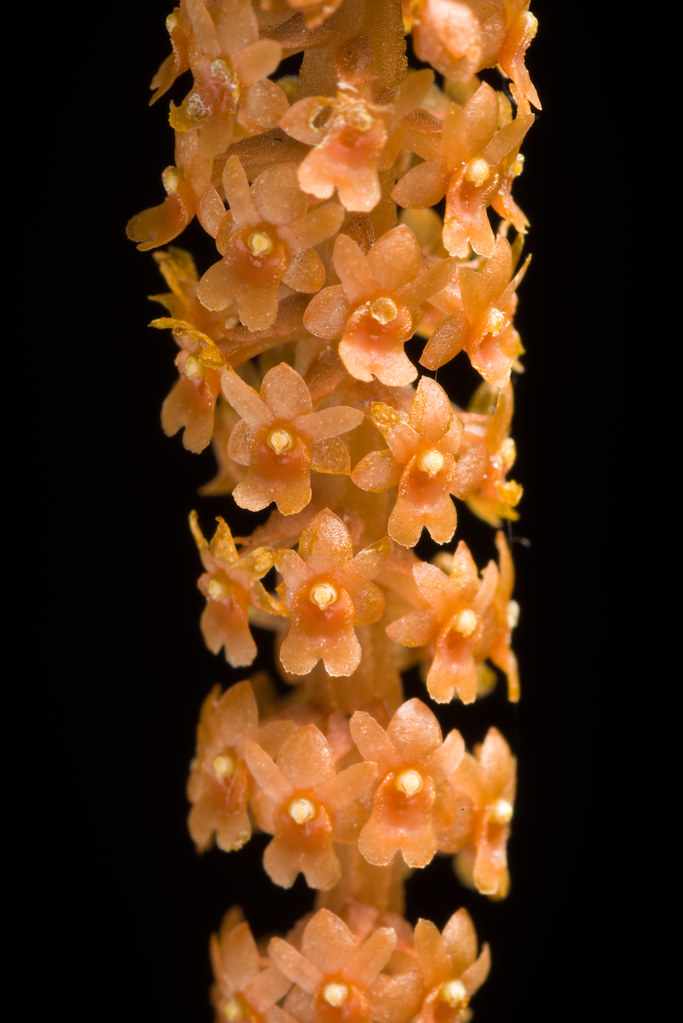 [Queensland Australia] Oberonia crateriformis D.L.Jones & M.A.Clem., Austral. Orchid Res. 5: 9 (2006)