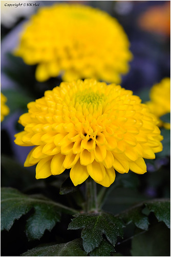 271018_DSF2980j | by KK Hui Photography