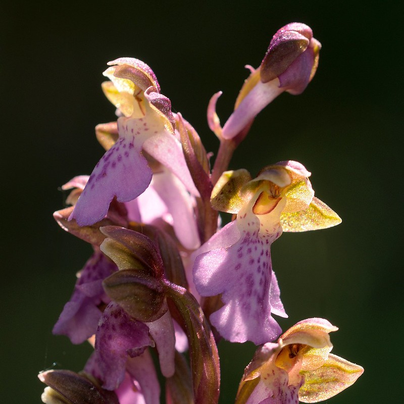 20180529-187F | Spitzels Knabenkraut (Orchis spitzelii) im Osten Gotlands. Gotland/Schweden, 29.05.2018