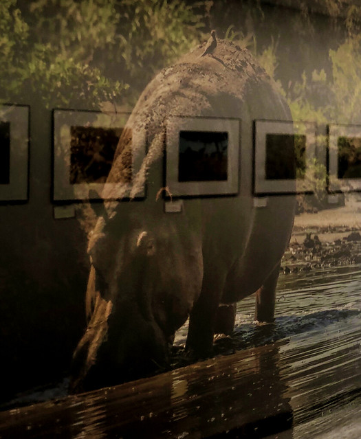 Reflections on a Hippo Photo