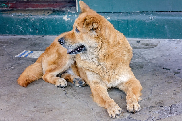 Stray mixed-breed dog in New Orleans Louisiana French Quarter