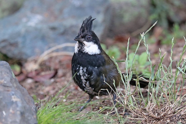 Eastern Whipbird