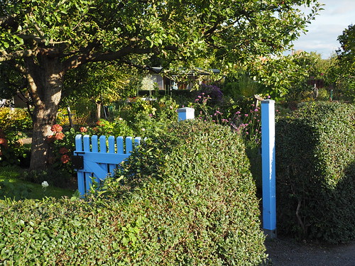 oktobergarten - heckenwelle | OLYMPUS DIGITAL CAMERA | Flickr