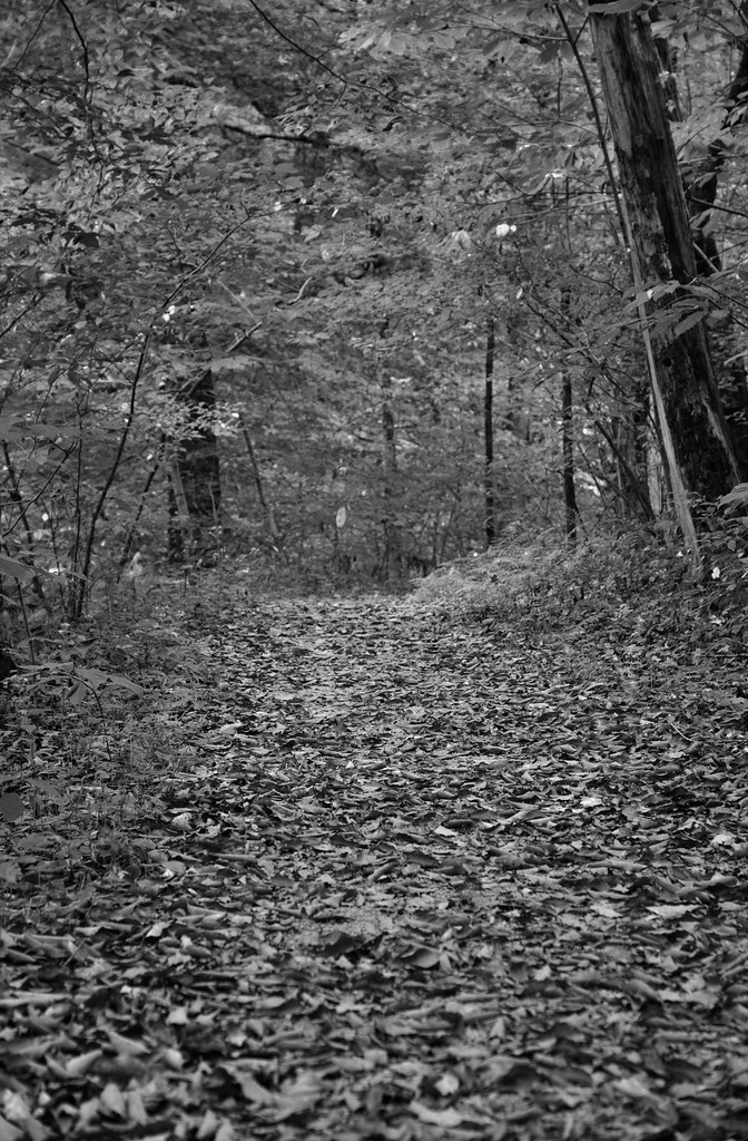 A Portrait Orientation to a Path Covered in Fallen Leaves (Black & White, Mammoth Cave National Park)