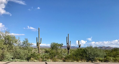 usa arizona cactuses saguaro