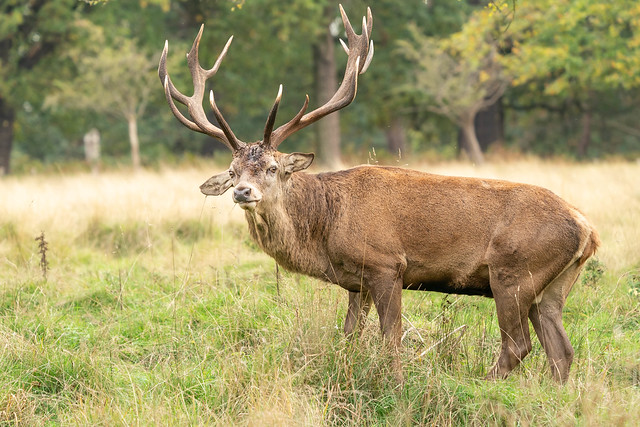Red Deer (Stag), Richmond Park, London, UK (4)