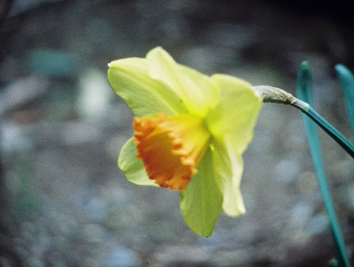 Daffodil flower (photo 3) | by Matthew Paul Argall