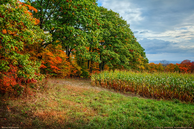 Autumn Corn Fields