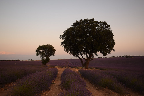 paisaje landscape brihuega lavanda lavender atardecer sunset camino path