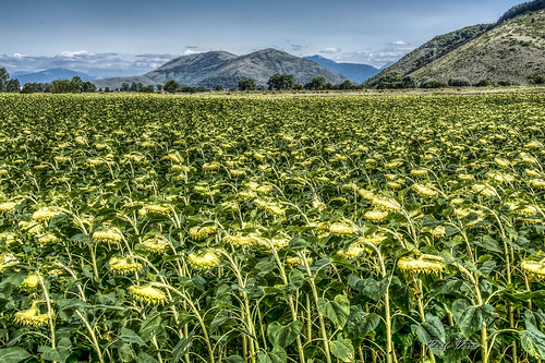 campo girasoli orizzonte montagne field horizon mountains sunflowers