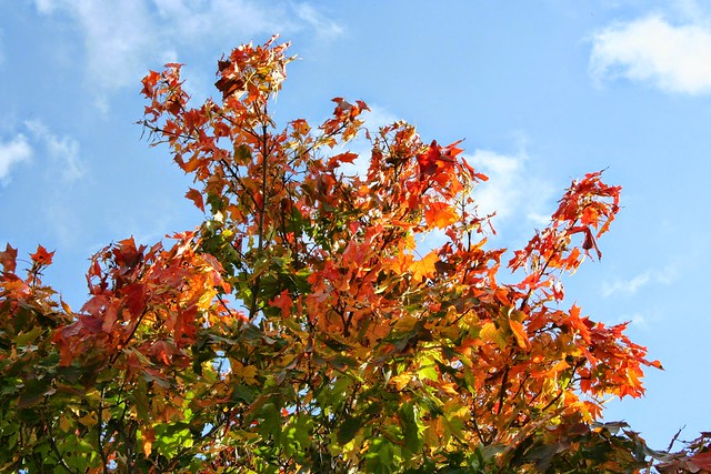 Vaher / Acer platanoides, Norway maple