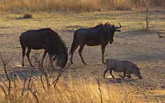 Wildebeest and warthog