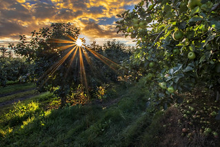Orchard Sunrise (Getty listed)