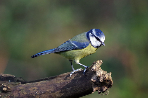 bird wild wildlife nature barnwellcountrypark northamptonshire bluetit cyanistescaeruleus
