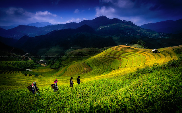 Rice filed terraces in Mu Cang Chai, Yen Bai, Vietnam
