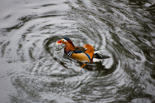 Mandarin duck male