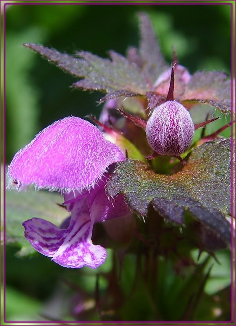 Lamium purpureum / Яснотка пурпуровая (Красная крапива)