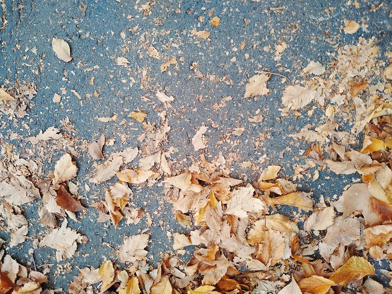 Fallen Leaves #3