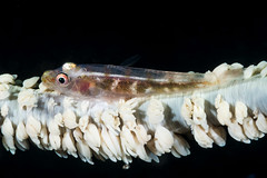 Wire Coral Goby - Bryaninops yongei