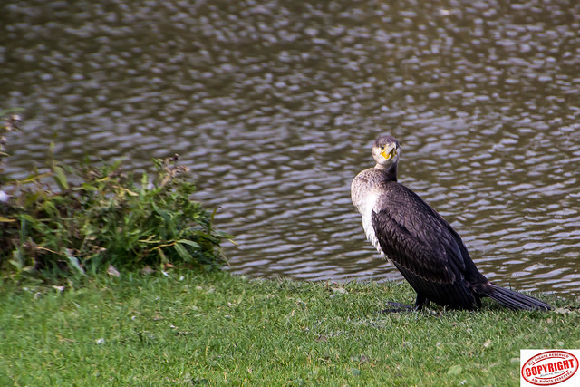 IMG_1258C Double Crested Cormorant 3