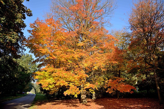 Tree in Clumber Park , Nottinghamshire , UK.