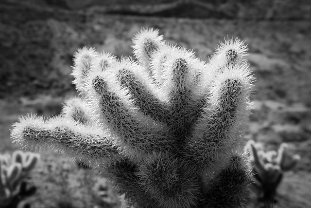 Cholla Cactus, Palm Desert, CA