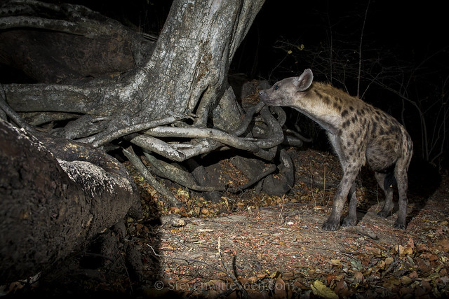 hyena wandering through the night. photographed with a DSLR camera trap.