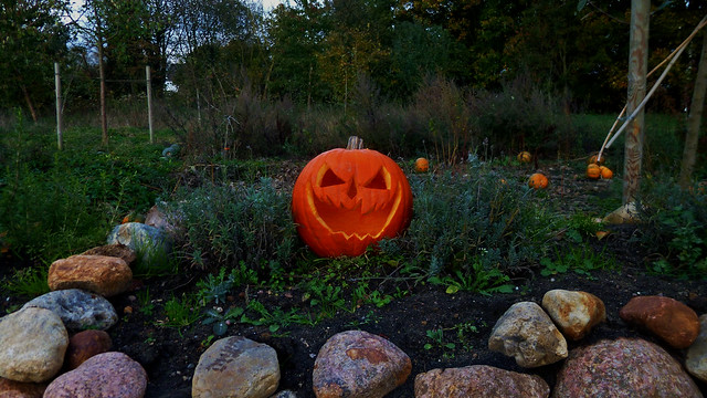 Halloween Pumpkin On The Pumpkin Field