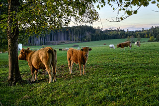 Rinder auf der Weide