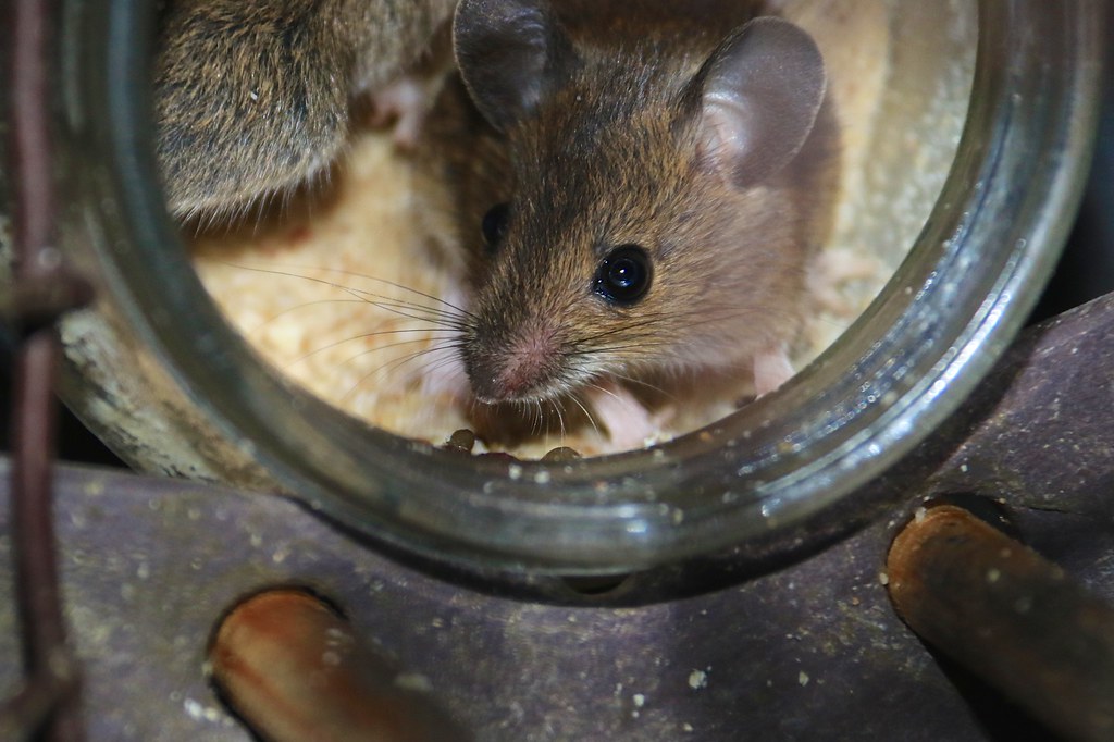 Mice on Peanut Butter | Two mice have been visiting a jar of… | Flickr