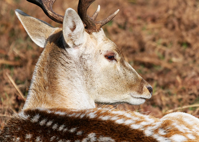 Fallow Deer Buck Portrait