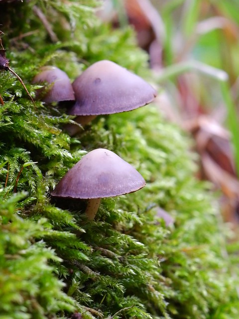 Moss shrooms