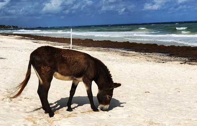 Donkey on Beach