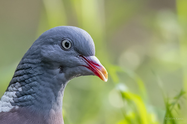 Houtduif    (Wood Pigeon)