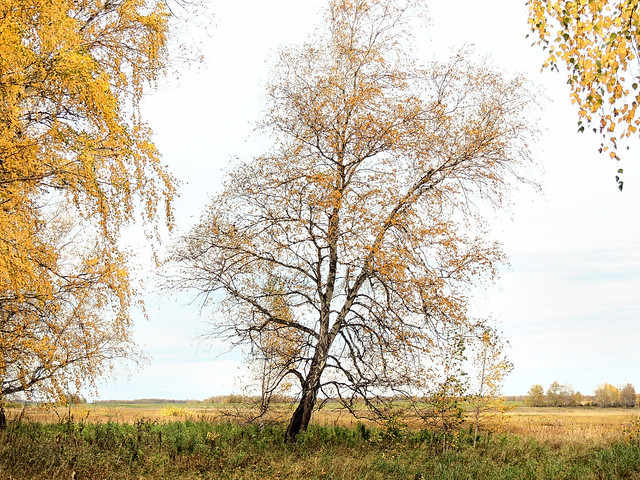 Siberian forest-steppe at the end of September