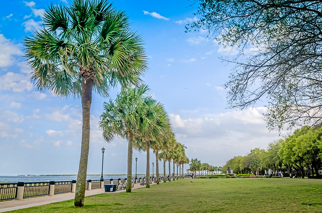 Palm trees line the sidewalk of the great lawn at Waterfront Park in Charleston South Carolina