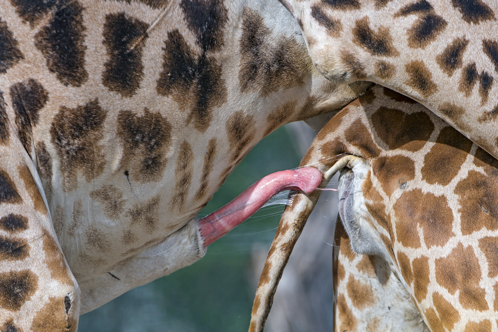 giraffe, male, couple, mating, closeup, action, penis, genitals, tail, stic...