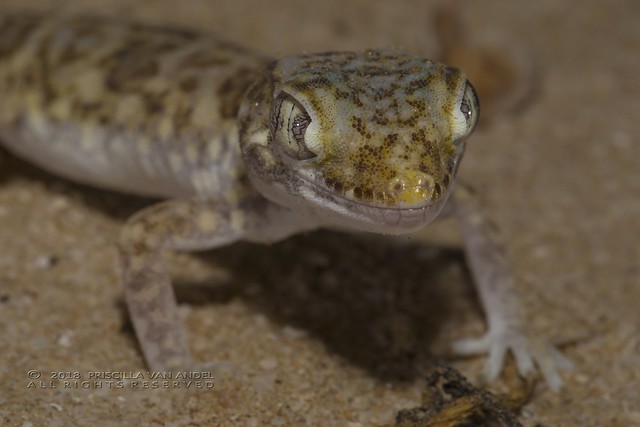 PVA_5390W Stenodactylus leptocosymbotus - Eastern Sand Gecko, UAE desert