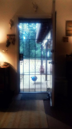 when peacocks come a'callin | by giggie larue