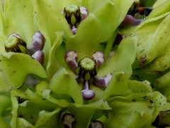 Green antelopehorn milkweed