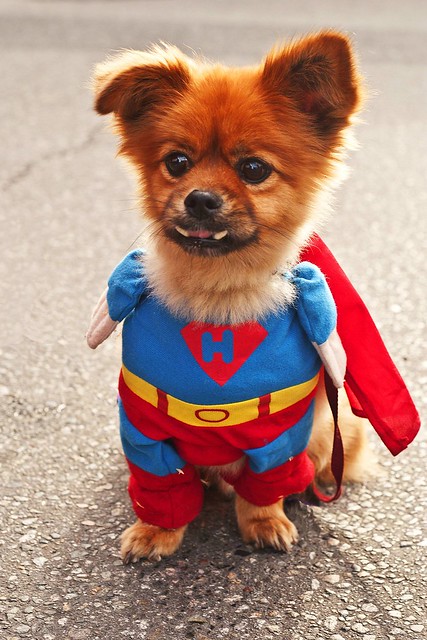 This Super Hero Pup
