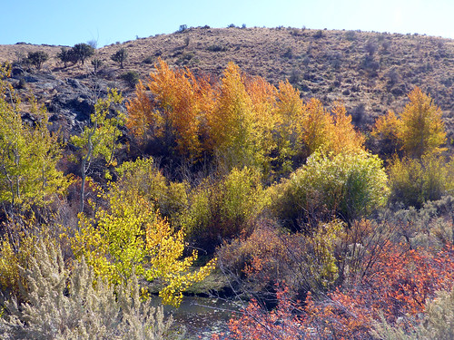 rubymountains eastern nevada fall autumn leaves color harrisonpass