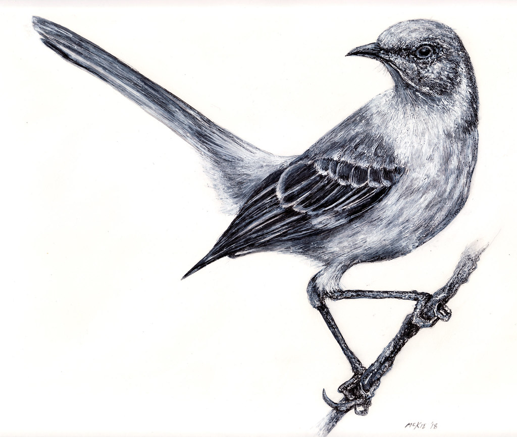 How To Draw A Mockingbird Easy Step By Step Drawing Art