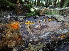 2018-10-06 Trowutta Arch 12 - Orange fungi on dead tree