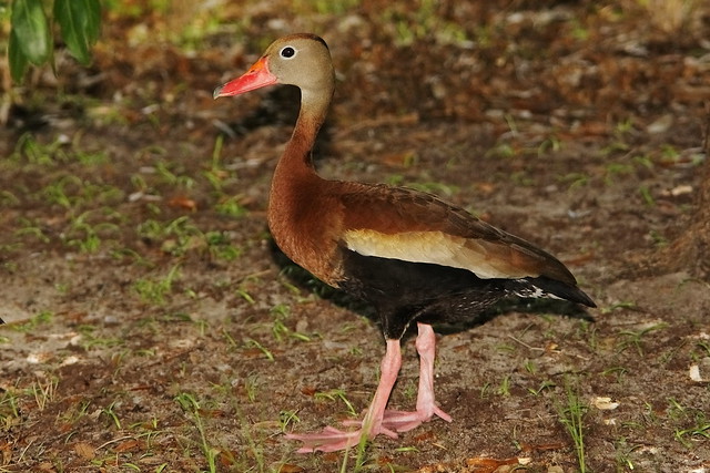 3S5X7653 Whistling Duck