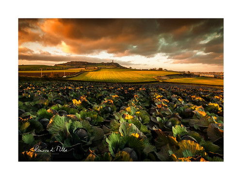 cabbage field agriculture farming crop moate road newtownards scrabo tower warm evening light sunset county down northern ireland landscape photography