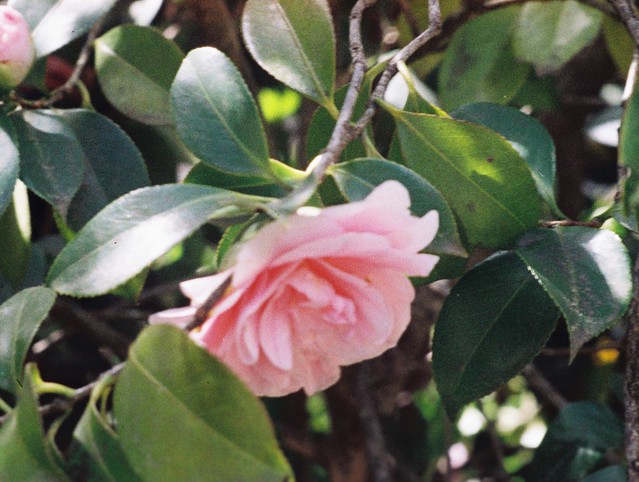 A Camellia flower!