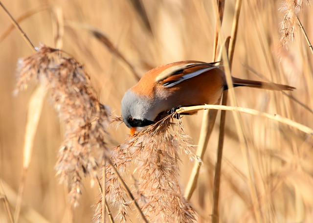 Bearded Tit in the reedbed.