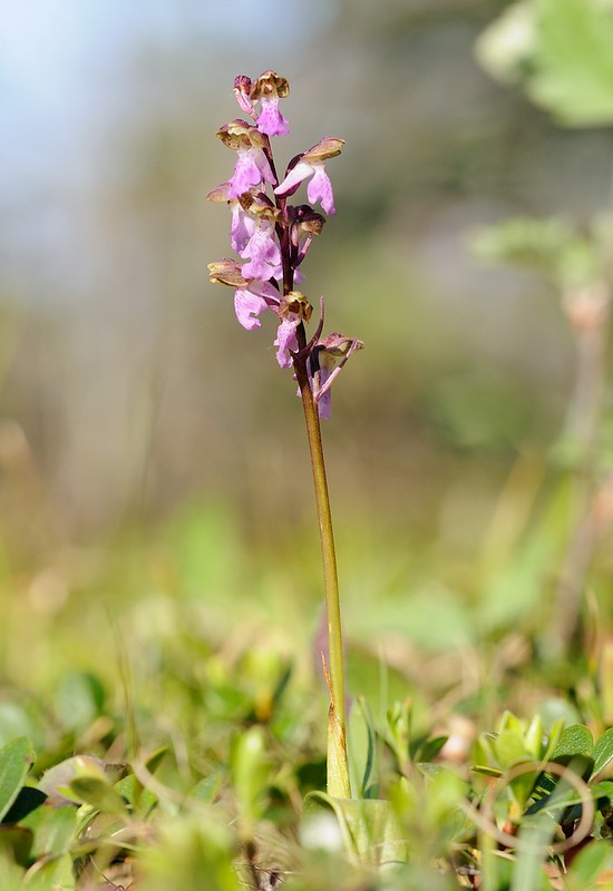 20180529-259F | Spitzels Knabenkraut (Orchis spitzelii) im Norden Gotlands. Gotland/Schweden, 29.05.2018